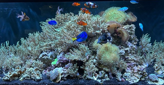 125SoftCoral.jpeg