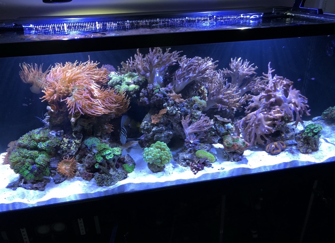 ReefEllen.jpeg