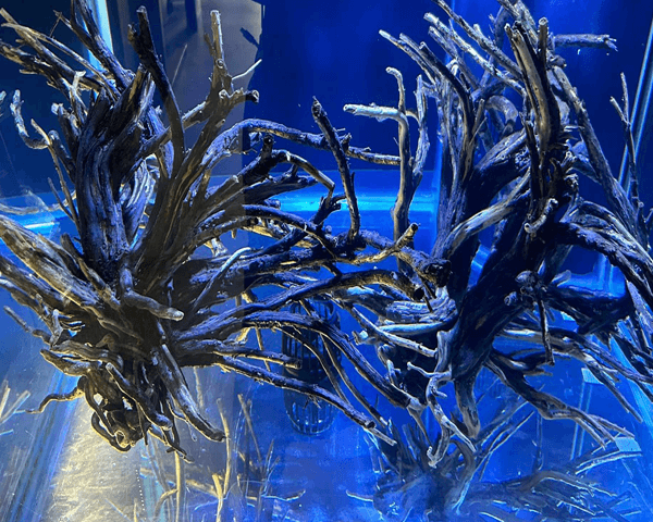 Aquarium Decor Nashville