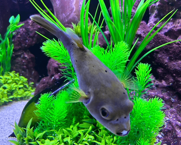 Aquarium Livestock Acquisition Nashville