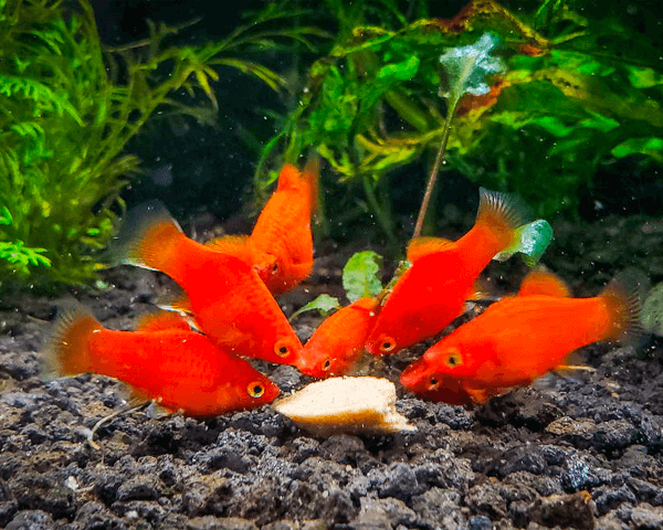 Custom Aquarium Food Preparation Nashville