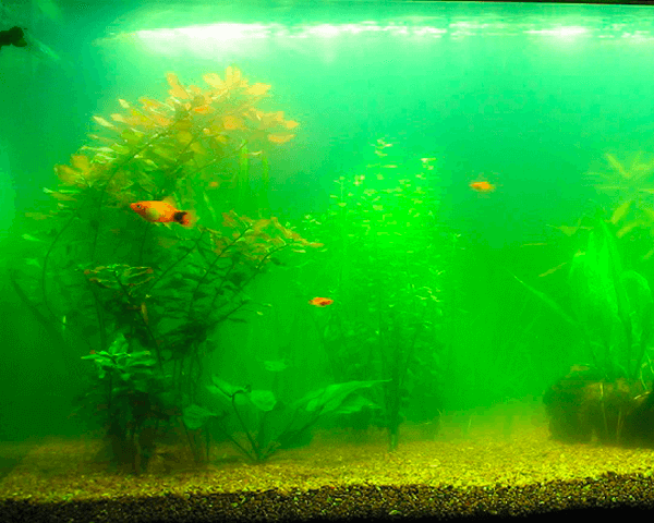 Aquarium Routine & Emergency Maintenance Nashville